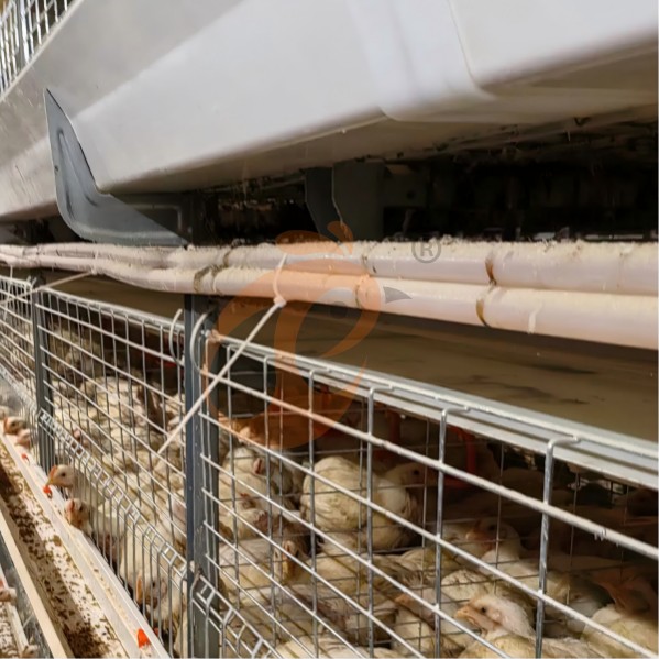 battery cage system for broiler (16) battery cage system for broiler (16)