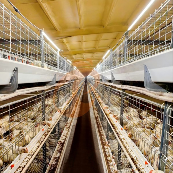 battery cage system for broiler (18) battery cage system for broiler (18)