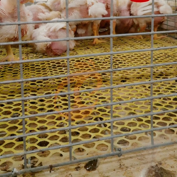battery cage system for broiler (23) battery cage system for broiler (23)