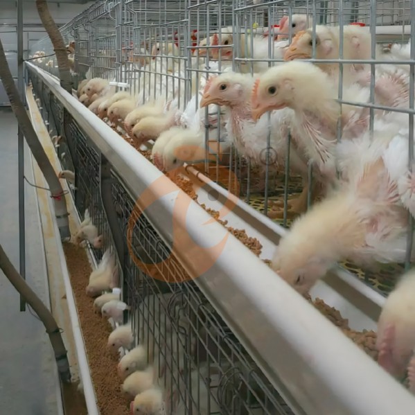 battery cage system for broiler (26) battery cage system for broiler (26)