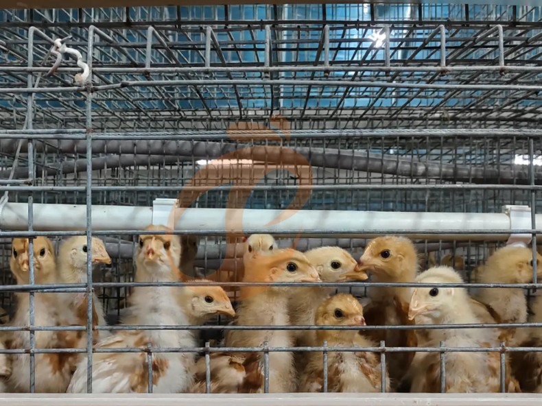 battery cage system for broiler (20)