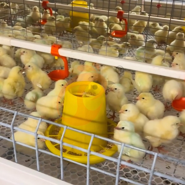 battery cage system for broiler (44) battery cage system for broiler (44)