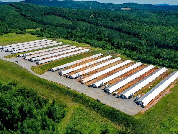 1762356485844718086654078976 Prefab steel poultry house (12)