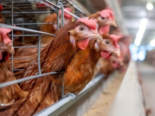 ¿Cómo mejora la alimentación automática el rendimiento de las jaulas para gallinas tipo H?