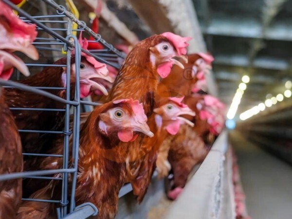 7 comprobaciones importantes antes de instalar jaulas en batería tipo H para gallinas