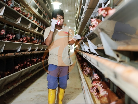 Instalación de jaulas para gallinas ponedoras | 7 pasos clave para una configuración adecuada