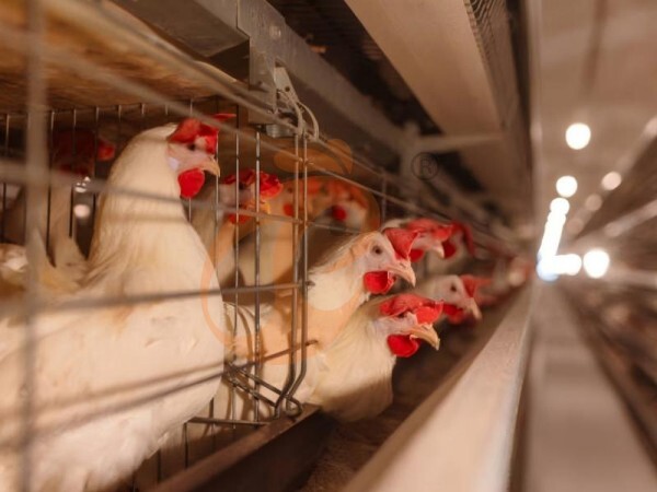 Precio y beneficios de las jaulas para pollos de engorde | 5 consejos clave para granjas de carne