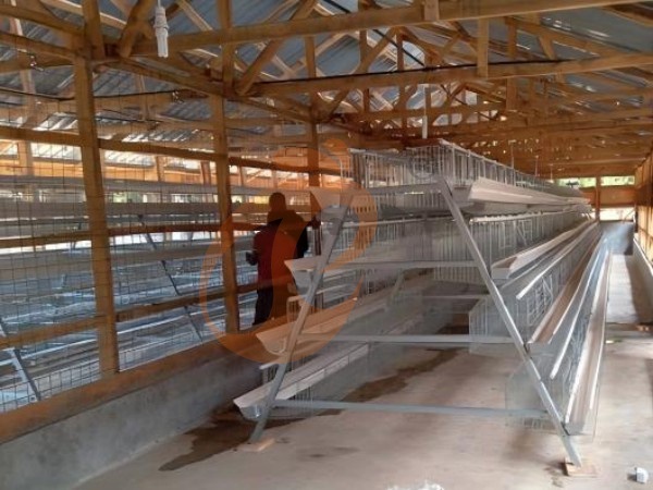 ¿Cómo mejorar el bienestar de las gallinas en un sistema de jaulas para ponedoras tipo A? 5 prácticas responsables ¿Cómo mejorar el bienestar de las gallinas en un sistema de jaulas para ponedoras tipo A? 5 prácticas responsables