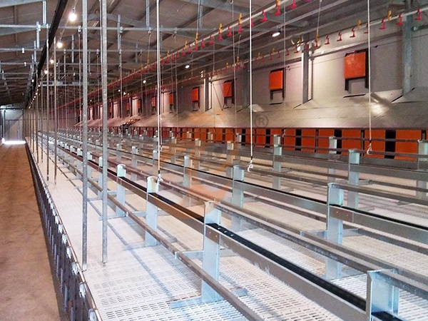 Floor Rearing Poultry System1 (5)