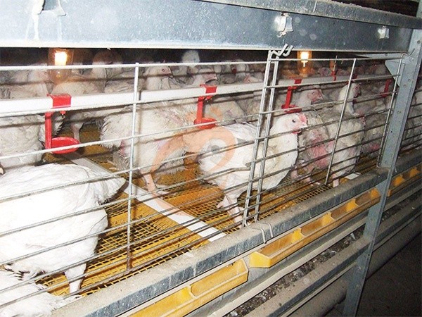 Broiler Cage3 (1) Broiler Cage3 (1)