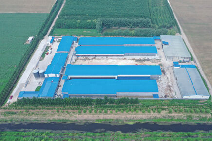 Luoto finished 200,000 birds capacity battery cage