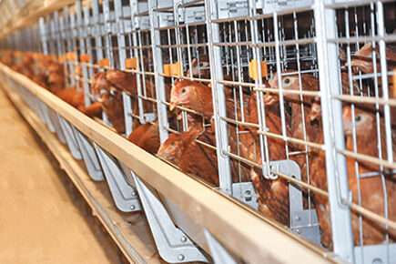 Luoto finished 200,000 birds capacity battery cage