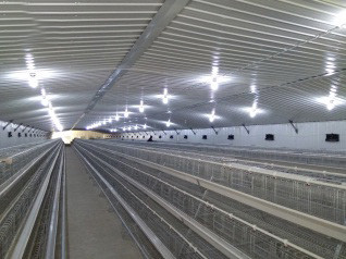 Luoto finished breeder chicken cage project in Wes