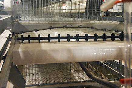 Luoto finished layer project of 49,280 laying hens