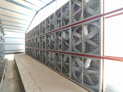 Luoto finished layer project of 100,000 birds in W Luoto finished layer project of 100,000 birds in W