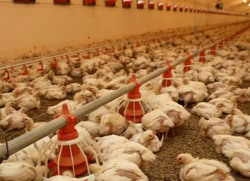 Pullet floor system (2).jpg Pullet floor system (2).jpg