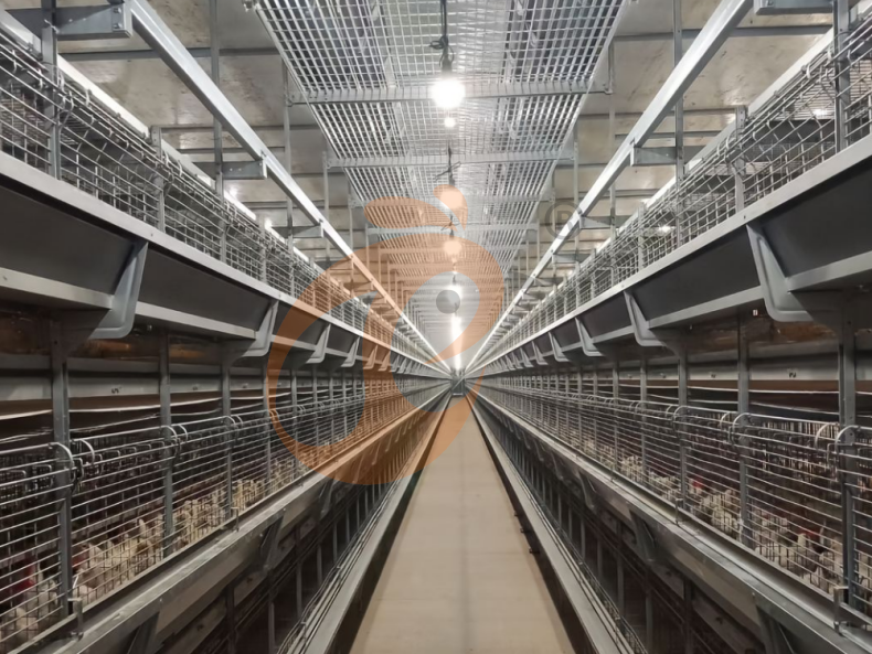 Système de cages en batterie pour couveuses à cadre en H à fonctionnement automatique