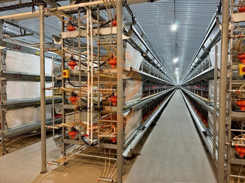Système de cages en batterie pour couveuses à cadre en H à fonctionnement automatique
