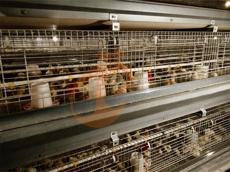 Système de cages en batterie pour couveuses à cadre en H à fonctionnement automatique