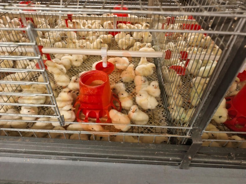 Système de cages en batterie pour couveuses à cadre en H à fonctionnement automatique