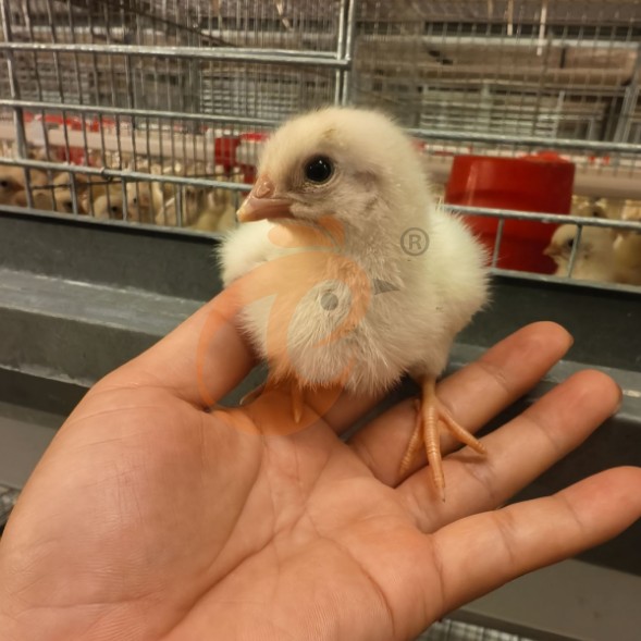 battery cage system for brooder (5)