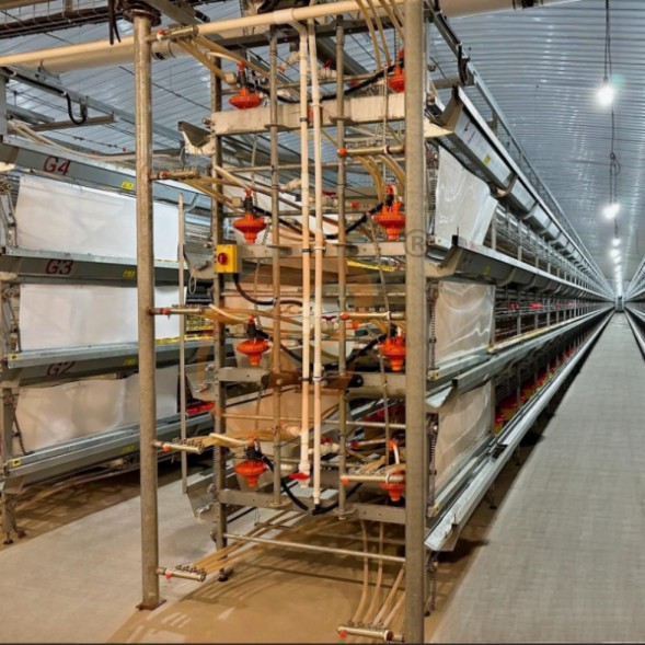 battery cage system for brooder (7)