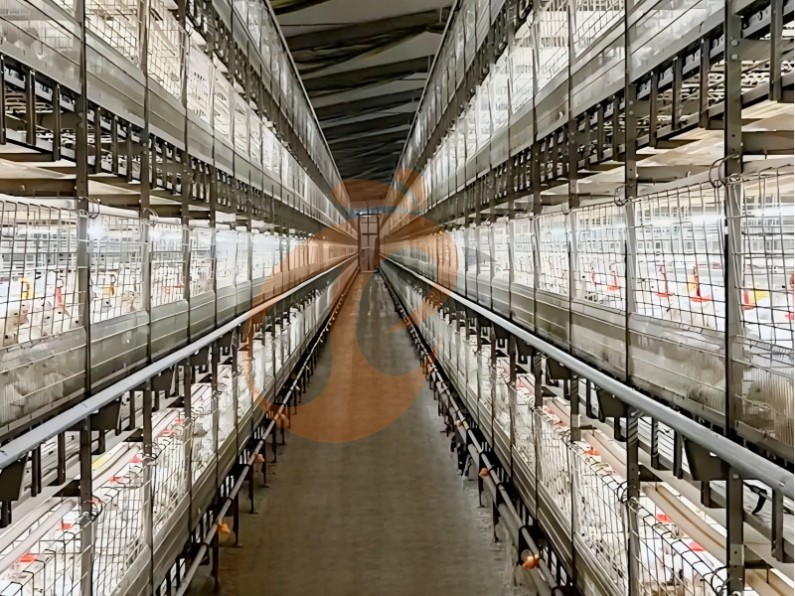 battery cage system for broiler (4) battery cage system for broiler (4)