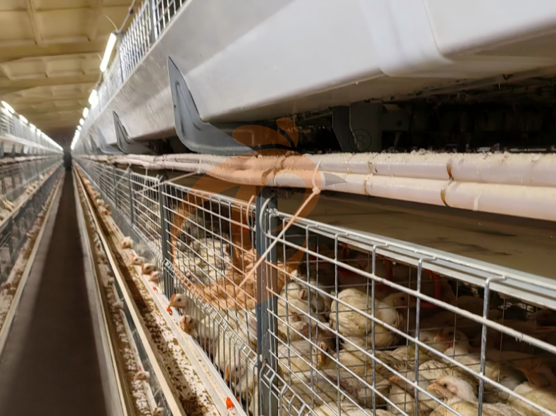 Qui devrait utiliser un système de cages en batterie pour poulets de chair ? Analyse de la valeur du marché Qui devrait utiliser un système de cages en batterie pour poulets de chair ? Analyse de la valeur du marché