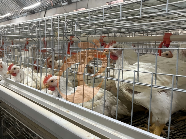 Récolte manuelle de poulets de chair, système de cage de batterie pour poulets de chair à cadre en A semi-automatique