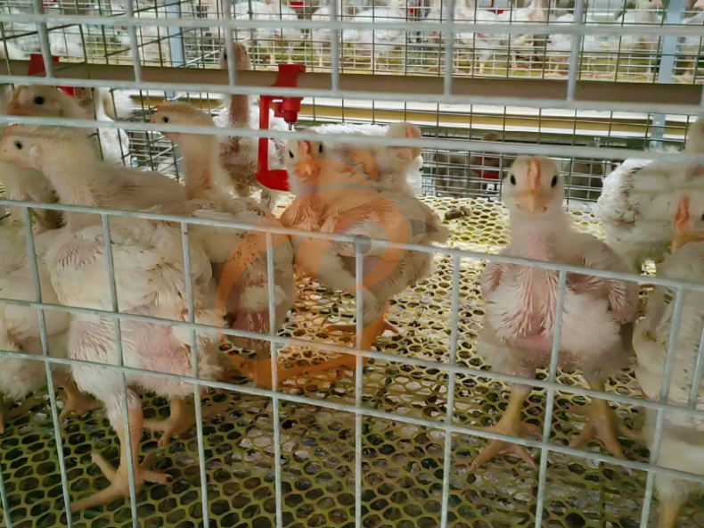 Récolte manuelle de poulets de chair, système de cage de batterie pour poulets de chair à cadre en A semi-automatique