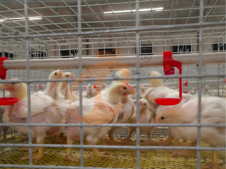 Récolte manuelle de poulets de chair, système de cage de batterie pour poulets de chair à cadre en A semi-automatique