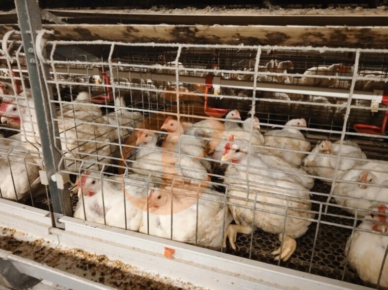 Récolte manuelle de poulets de chair, système de cage de batterie pour poulets de chair à cadre en A semi-automatique