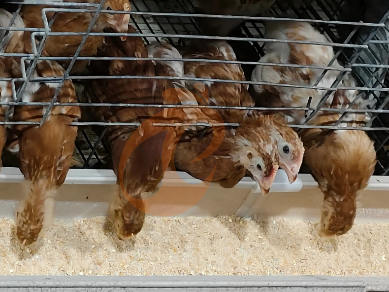 Récolte manuelle de poulets de chair, système de cage de batterie pour poulets de chair à cadre en A semi-automatique