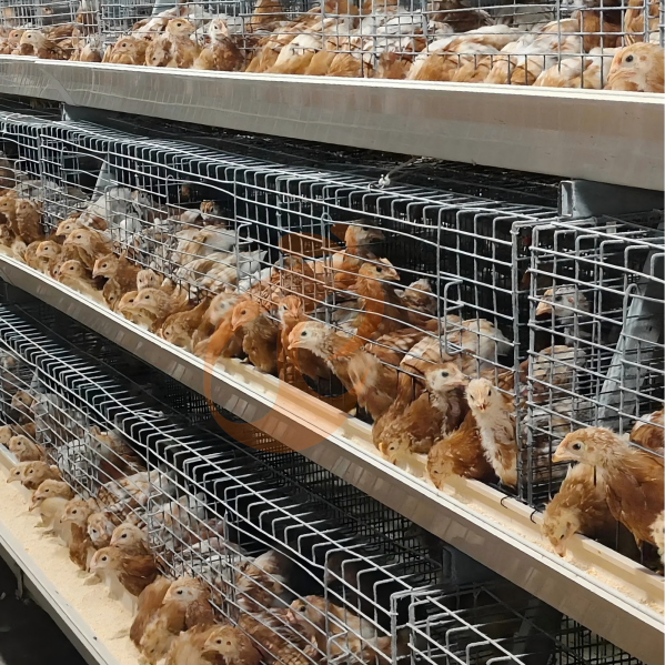 Erreurs de conception des cages à poulets de chair qui augmentent le risque de mortalité