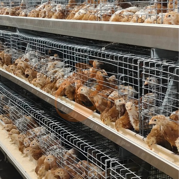battery cage system for broiler (26)