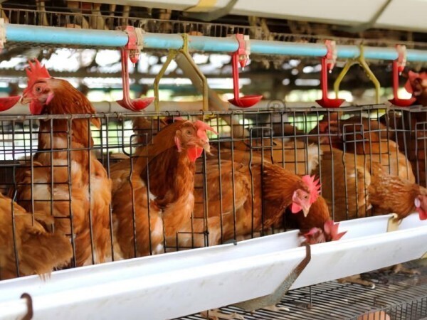 chicken battery cage poultry farm (35)