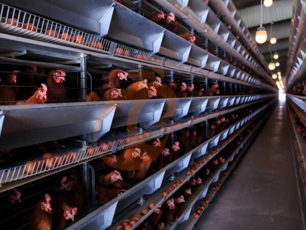 chicken battery cage poultry farming (38)