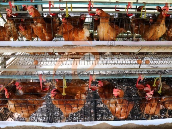 chicken battery cage poultry farm (77)