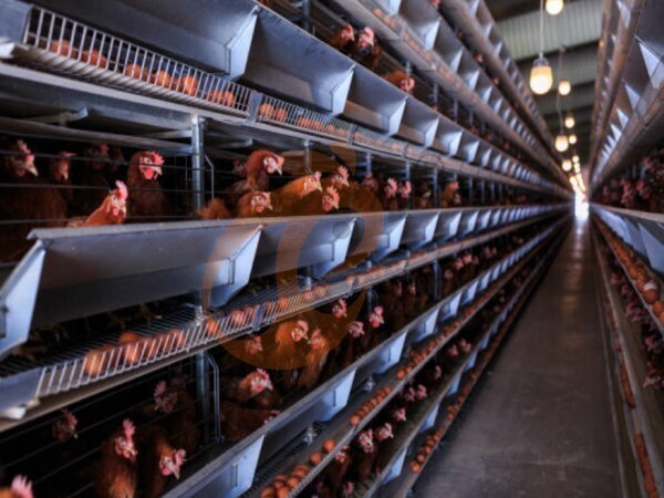 chicken battery cage poultry farming (65)