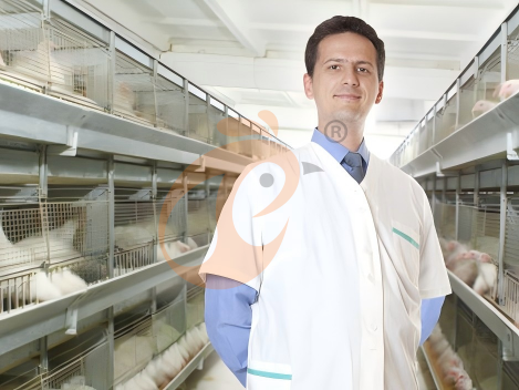 battery cage poultry farming (8)