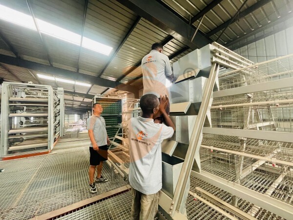 Qu'est-ce qui rend une cage à poules pondeuses adaptée aux petites exploitations avicoles au Nigeria ? Qu'est-ce qui rend une cage à poules pondeuses adaptée aux petites exploitations avicoles au Nigeria ?