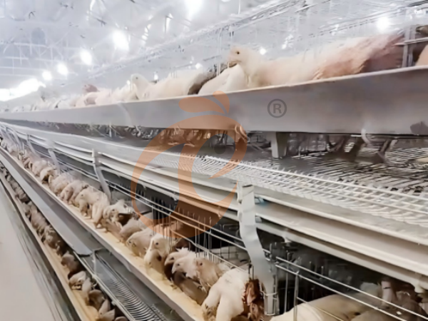 Cages à poules de type H éthiopiennes vs systèmes avicoles sans cage : lequel est plus rentable ?
