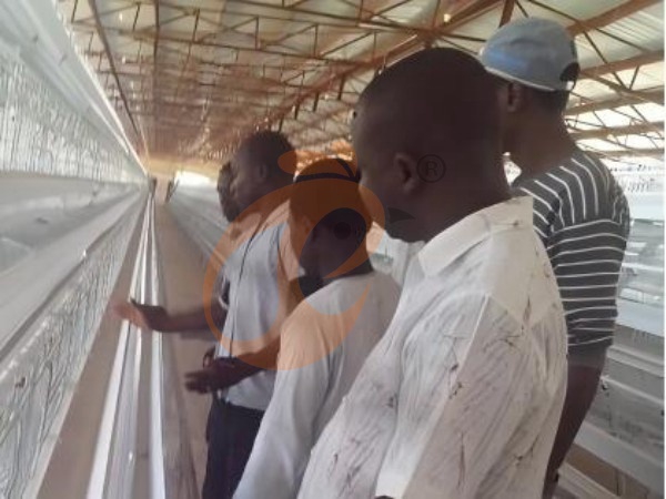 battery cage price for layer chicken in poultry farm (112)
