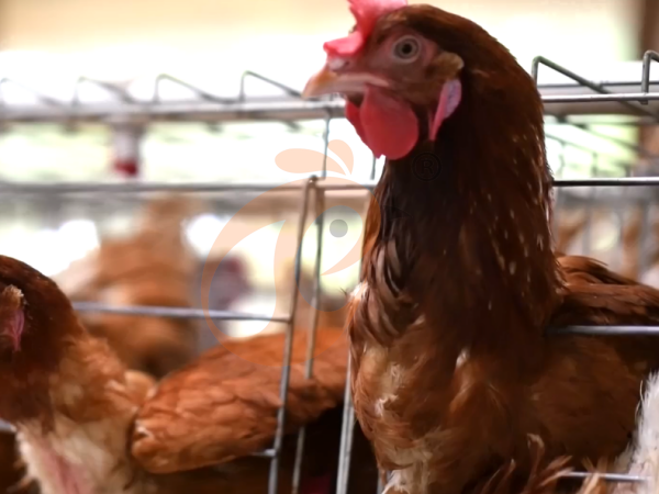 battery cage price for layer chicken in poultry farm (40)