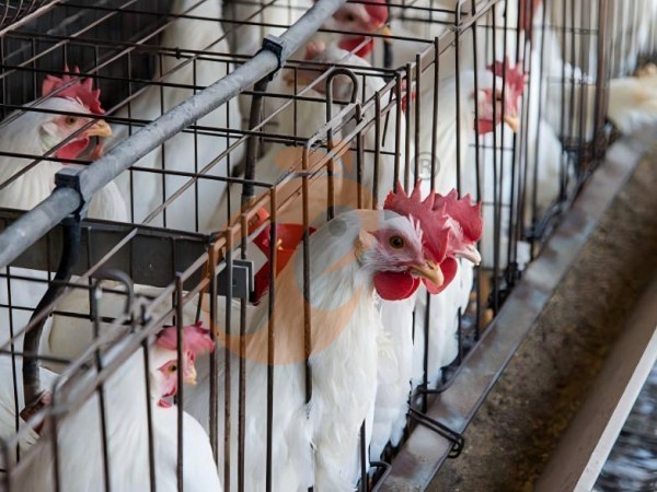 Fournisseur de cages en batterie pour poules pondeuses | 6 critères d’évaluation pratiques
