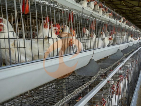 Comment transporter et installer en toute sécurité un système de cages pour volailles de type A ? 6 étapes pratiques