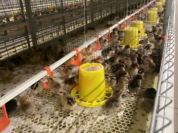types of brooder battery cage