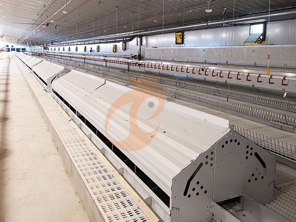 Système de cages en batterie pour poulets de chair vs élevage au sol