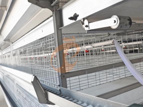 Qu'est-ce qui rend une cage en batterie pour poulets de chair plus facile à nettoyer ? Points clés d'achat pour une volaille plus sûre Qu'est-ce qui rend une cage en batterie pour poulets de chair plus facile à nettoyer ? Points clés d'achat pour une volaille plus sûre