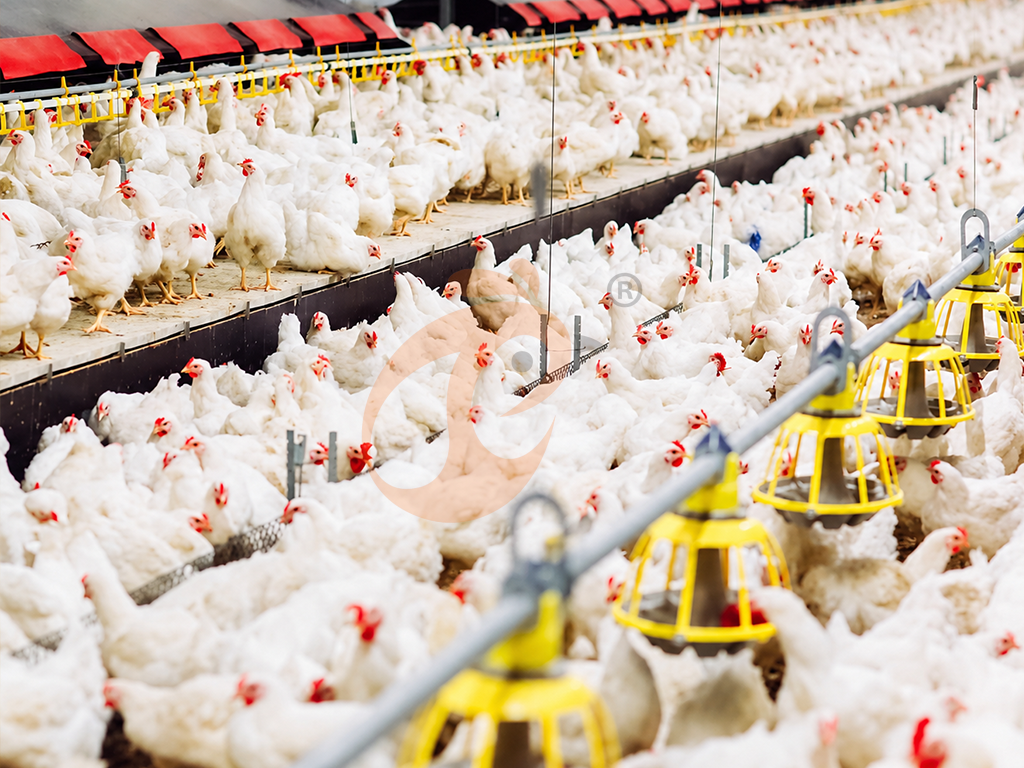 Système de litière profonde pour poulets de chair | 7 contrôles quotidiens